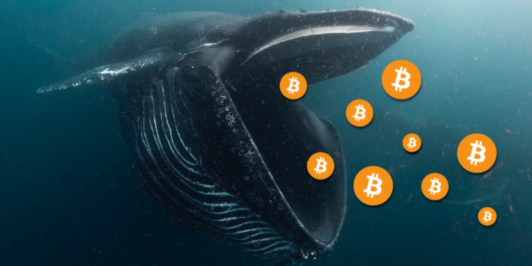 Wallet Bitcoin Senilai $1,2 Juta Aktif Kembali Setelah 13 Tahun Wallet Bitcoin Senilai $1,2 Juta Aktif Kembali Setelah 13 Tahun